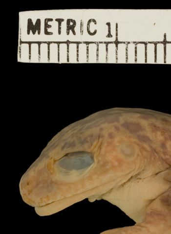 Media type: image;   Herpetology A-28565 Aspect: head lateral